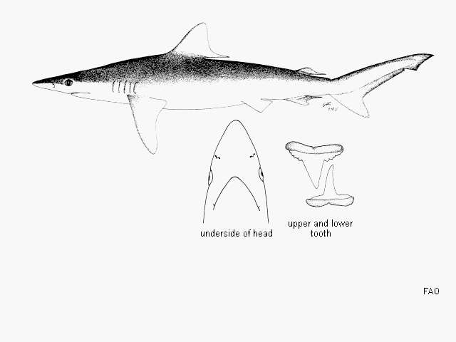 Image of Hardnose Shark
