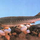 Image of Chinese Sturgeon