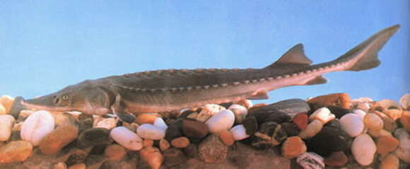 Image of Chinese Sturgeon