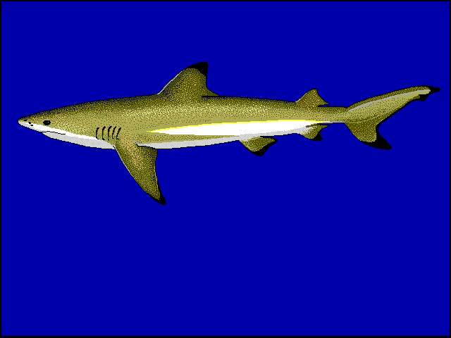 Image of Blacktip Reef Shark