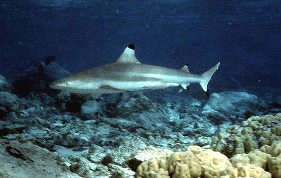 Image of Blacktip Reef Shark