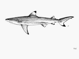 Image of Blacktip Reef Shark