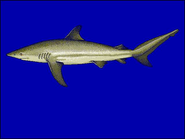 Image of Dusky Shark