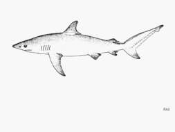 Image of Dusky Shark