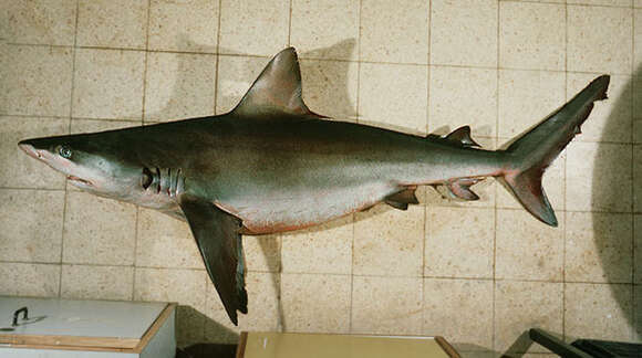 Image of Dusky Shark