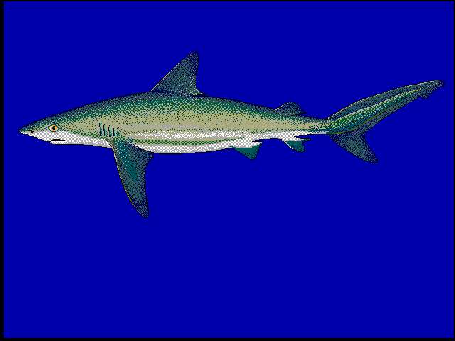 Image of Caribbean Reef Shark
