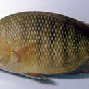 Image of Cichlid