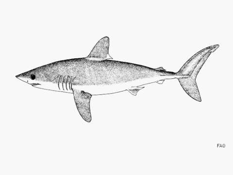 Image of Porbeagle