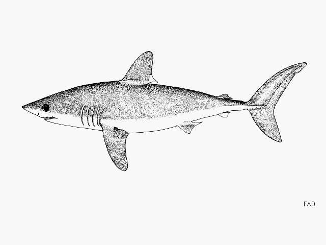 Image of Porbeagle