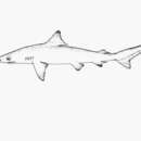 Слика од Carcharhinus porosus (Ranzani 1839)