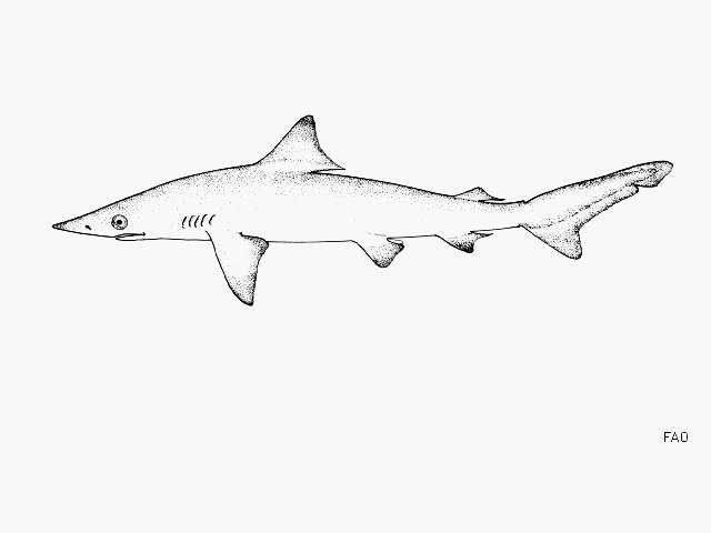 Слика од Carcharhinus porosus (Ranzani 1839)