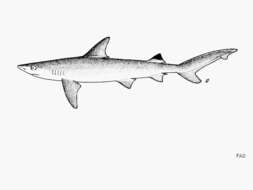 Image of Blackspot Shark