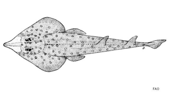 Image of Rhinobatos