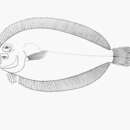Image of Cape flounder
