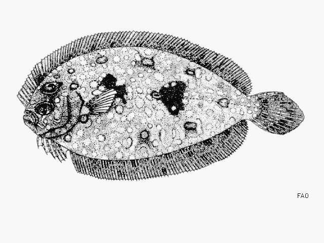 Image of Guinean flounder