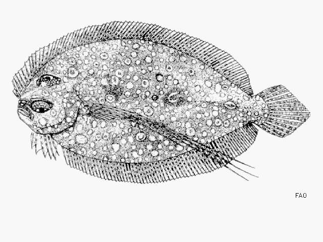 Image of Guinean flounder