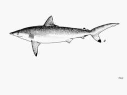 Image of Spottail Shark