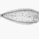 Слика од Heteromycteris proboscideus (Chabanaud 1925)