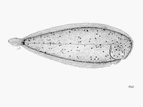 Слика од Heteromycteris proboscideus (Chabanaud 1925)
