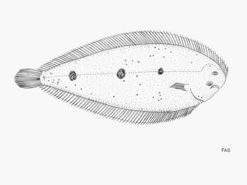 صورة Pegusa triophthalma (Bleeker 1863)