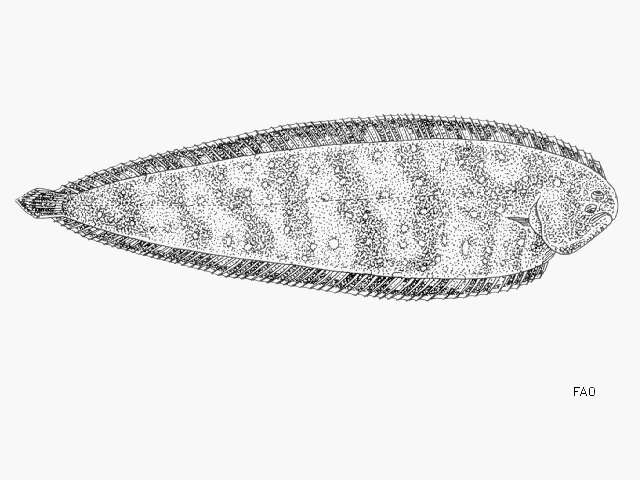 Image of Guinean sole