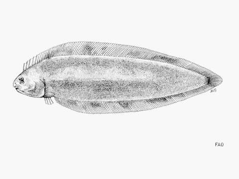 Image of Elongate tonguesole