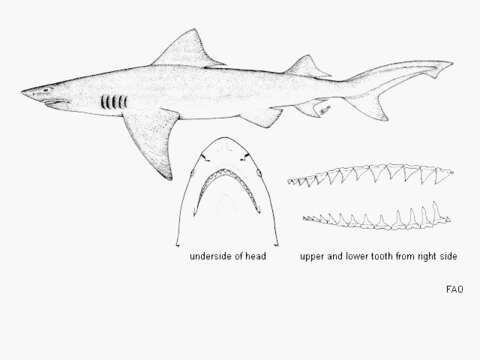 Image of Speartooth Shark