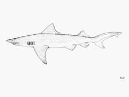 Image of Speartooth Shark