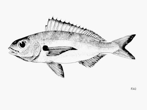 Image of Auxillary seabream