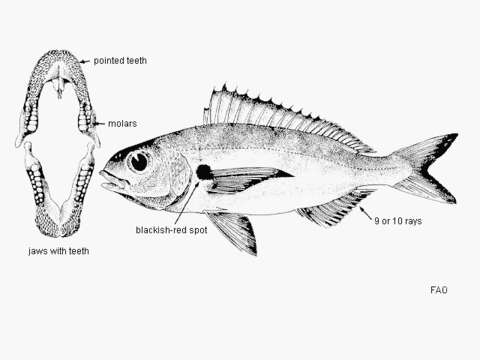 Image of Auxillary seabream