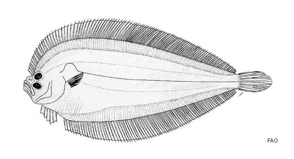 Image of Neolaeops