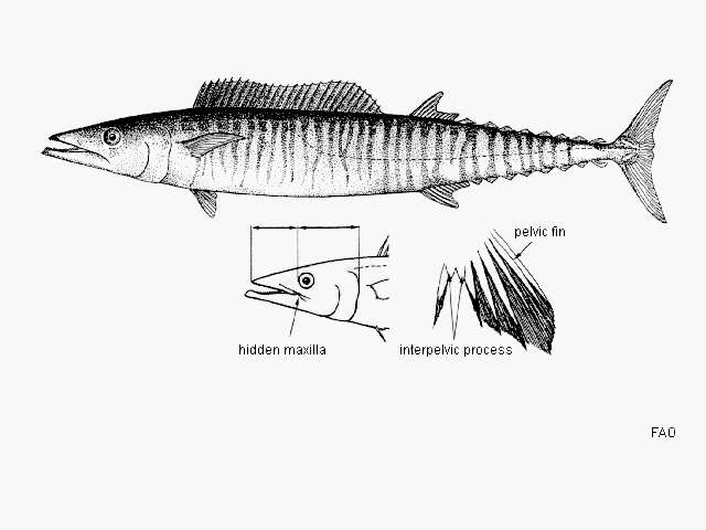 Image of Acanthocybium