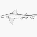 Image of Daggernose Shark