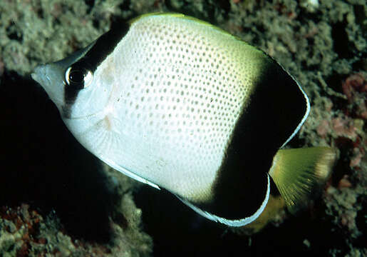 صورة Chaetodon dolosus Ahl 1923