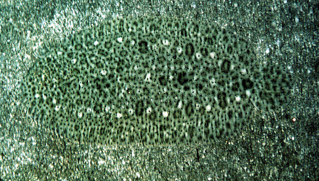 Image of Finless sole