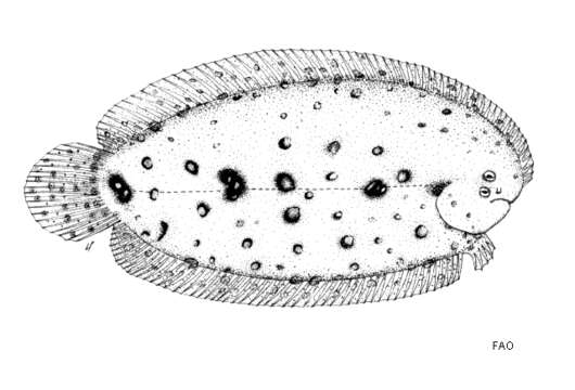 Image of Finless sole