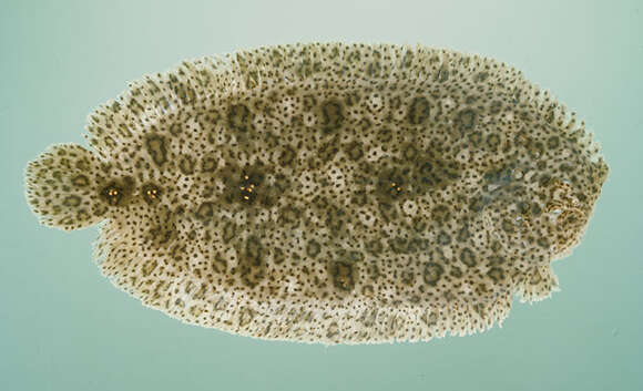 Image of Finless sole