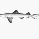 Image of Broadfin Shark