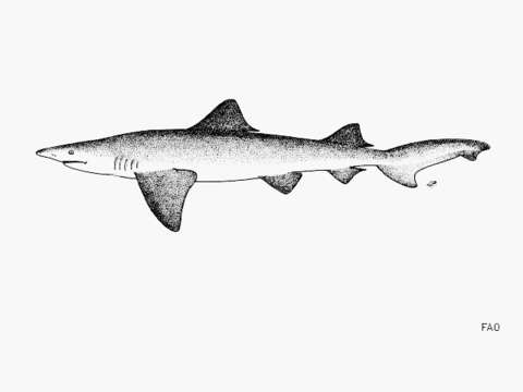 Image of Broadfin Shark