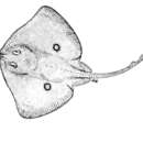 Image of African ray
