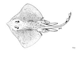 Image of Starry skate