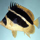 Chaetodon mitratus Günther 1860的圖片