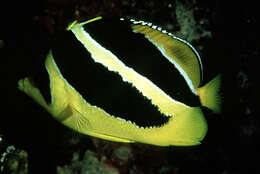 Image of Indian butterflyfish