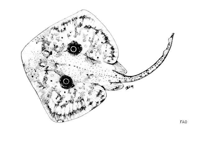 Image of Rough Ray