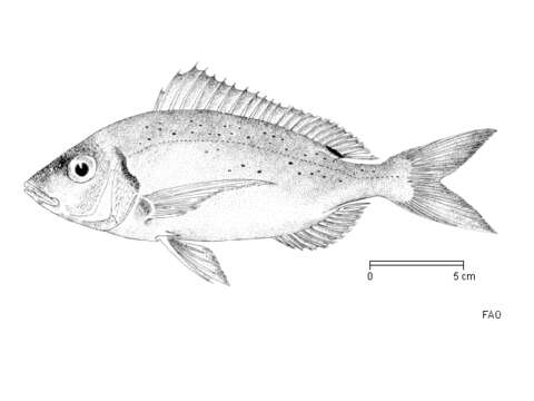 Imagem de Pagellus erythrinus (Linnaeus 1758)