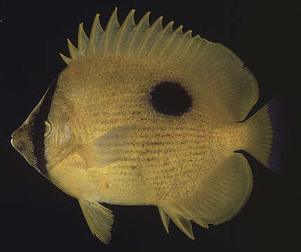 Image of Zanzibar Butterflyfish