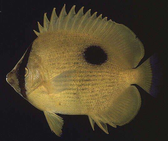 Image of Zanzibar Butterflyfish