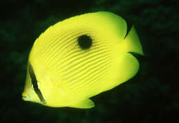 Image of Zanzibar Butterflyfish