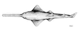 Image of sawfishes