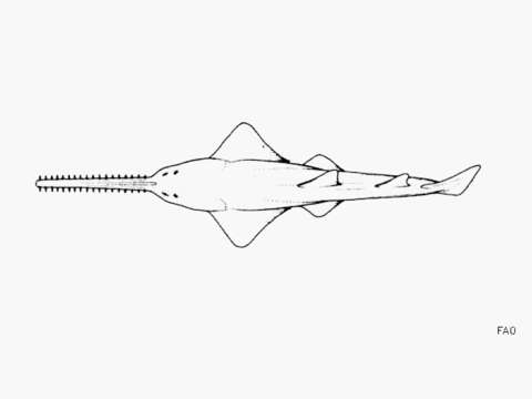 Image of Common sawfish